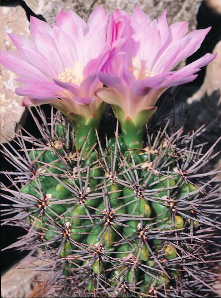 Fájl:Pozsgáslap 067-000.jpg