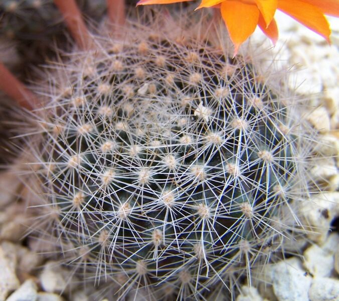 Fájl:Rebutia fiebrigii flavistyla-1.jpg