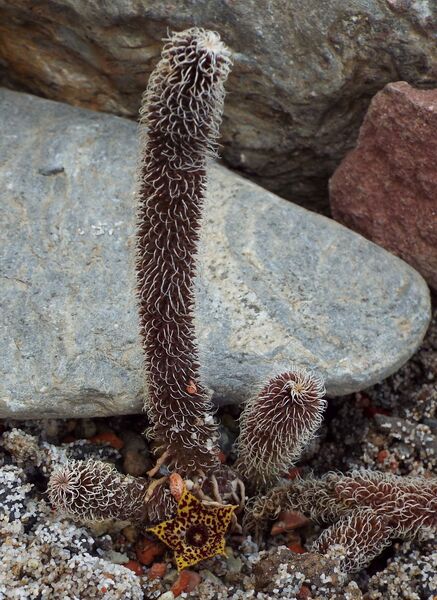 Fájl:Stapelianthus pilosus-000.jpg