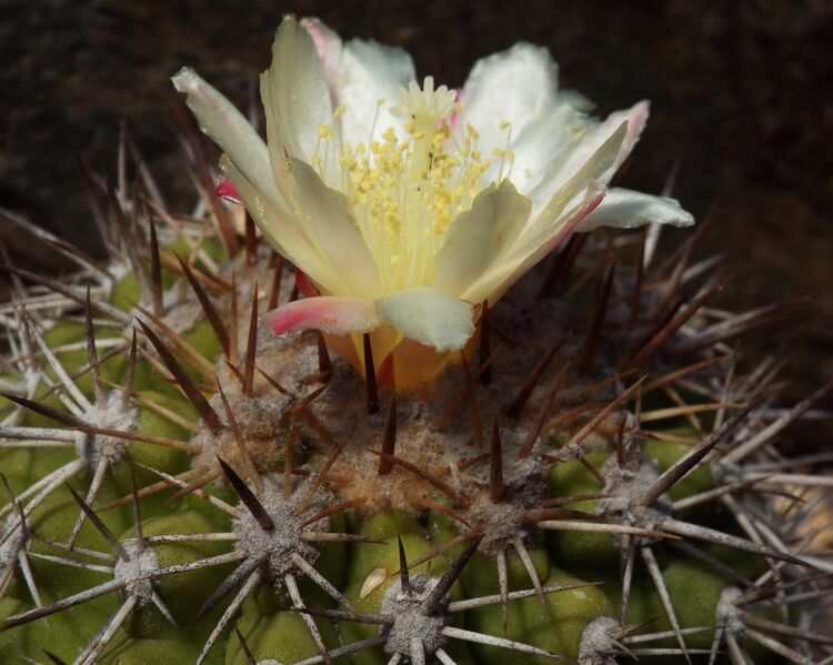 Fájl:Copiapoa cinerascens-001.jpg