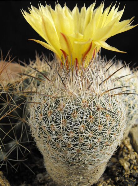 Fájl:Coryphantha werdermannii-000.jpg