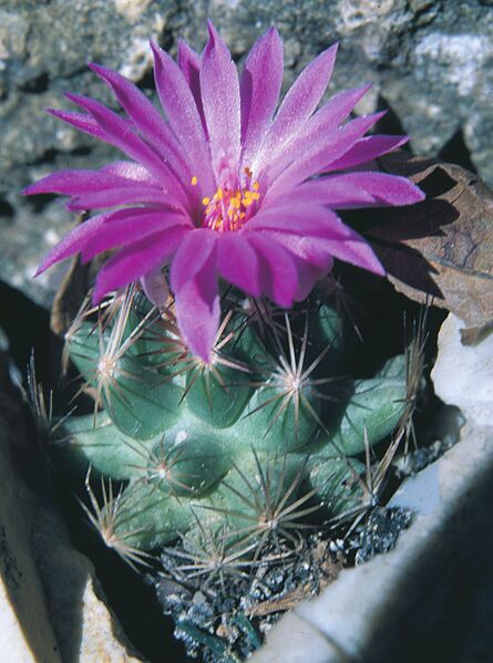 Fájl:Pozsgáslap 037-000 (1).jpg