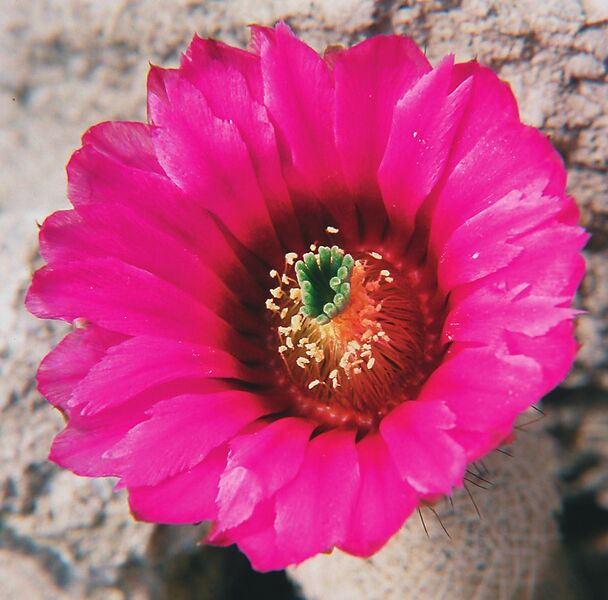 Fájl:Pozsgáslap 079-001.jpg