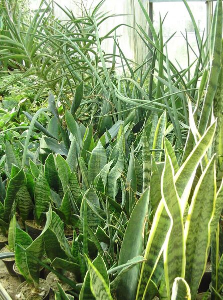 Fájl:Sansevieria trifasciata 2 rész-0.jpg