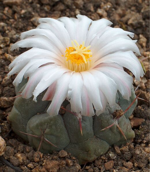Fájl:Thelocactus hexaedrophorus-0.jpg