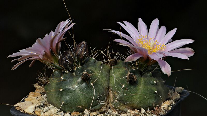 Fájl:Echinocereus knippelianus kruegeri SB939.SzJ 03.jpg