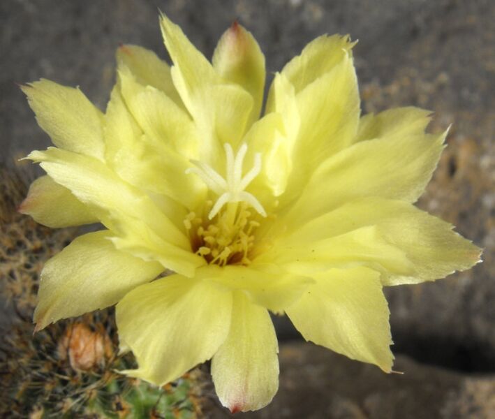 Fájl:Frailea gracillima horstii-001.jpg