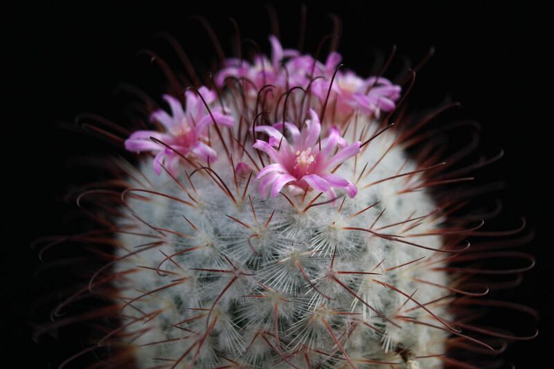 Fájl:Mammillaria bombycina.JCs 01.jpg