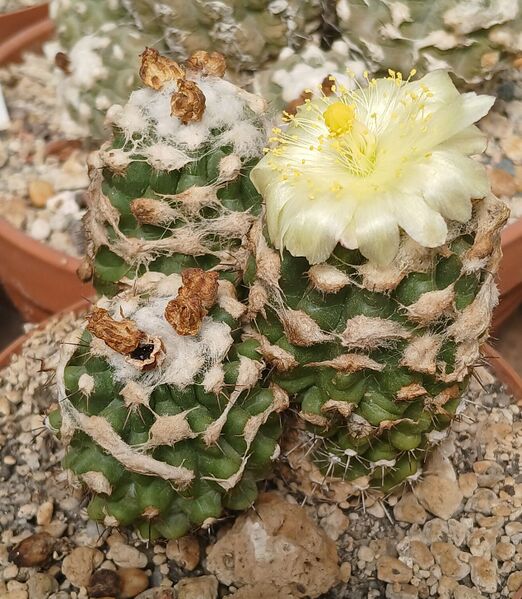 Fájl:Copiapoa esmeraldana.HL 01.jpg