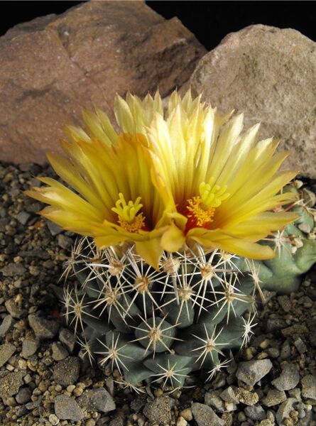 Fájl:Coryphantha salinensis-000.jpg
