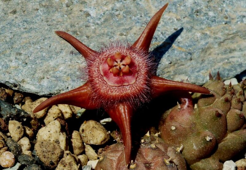 Fájl:Duvalia corderoyi-001.jpg