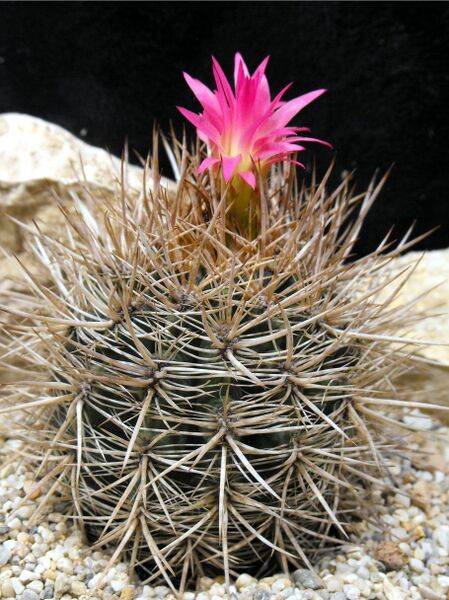 Fájl:Eriosyce senilis coimasensis-000.jpg