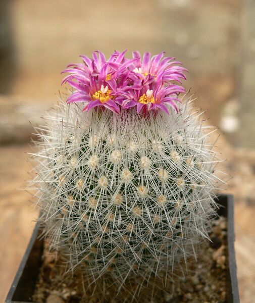 Fájl:Escobaria laredoi SB289.SzJ 01.jpg