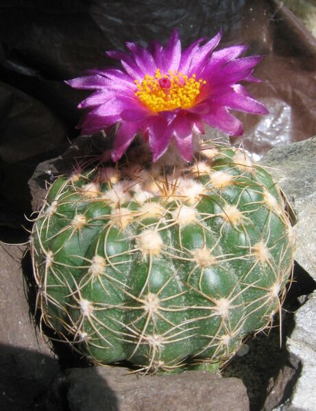 Fájl:Parodia crassigibba.PL 01.jpg