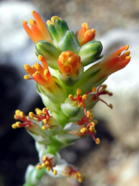 Fájl:Aloё haworthioides aurantiaca-002.jpg