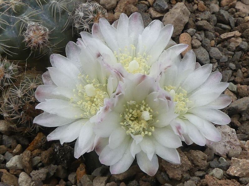 Fájl:Gymnocalycium carolinense.LZ 02.jpg