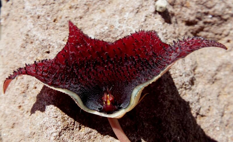 Fájl:Huernia keniensis-001.jpg