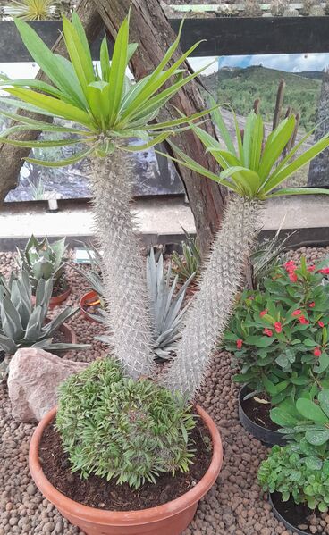 Fájl:Pachypodium lamerei.JCs 01.jpg