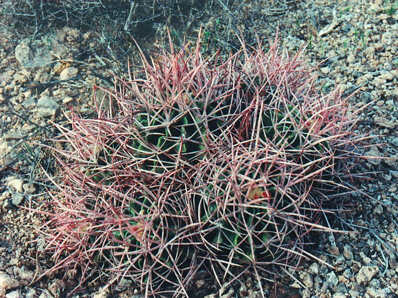 Fájl:Pozsgáslap 060-001.jpg