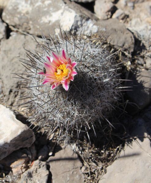 Fájl:Rapicactus mandragora subsp. pailanus.VZ-02.jpg