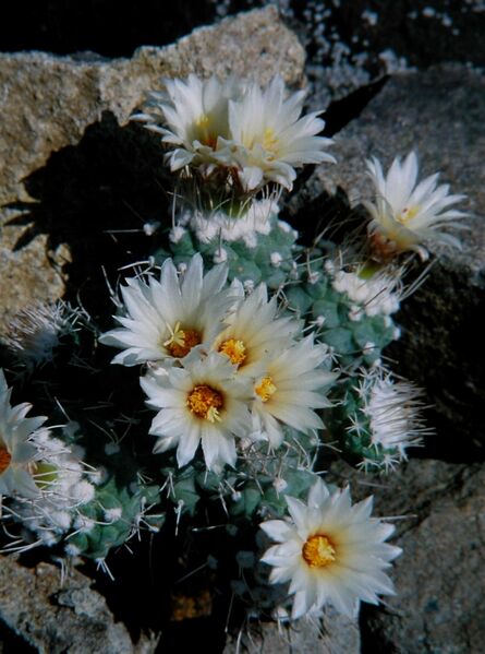 Fájl:Strombocactus disciformis-2.jpg