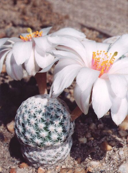 Fájl:Mammillaria albiflora 01.jpg