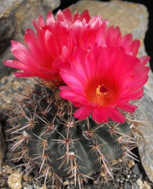 Notocactus mammulosus f. rubriflorus