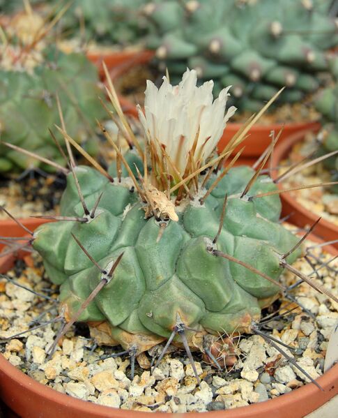Fájl:Thelocactus multicephalus.HL 01.jpg
