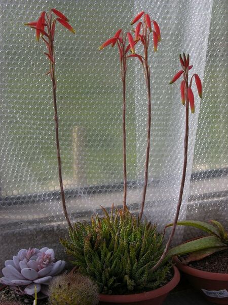 Fájl:Aloe humilis.SzandaR 01.jpg