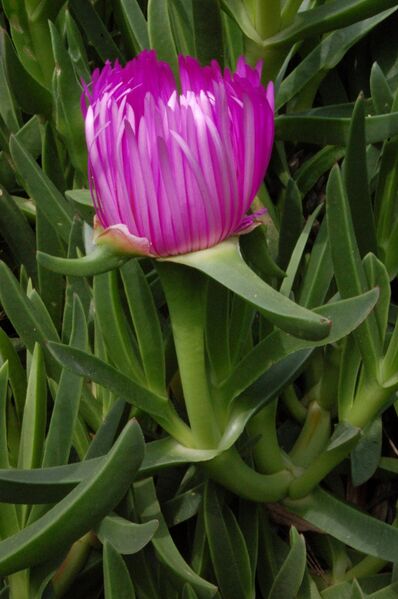 Fájl:Carpobrotus acinaciformis 1-001.jpg
