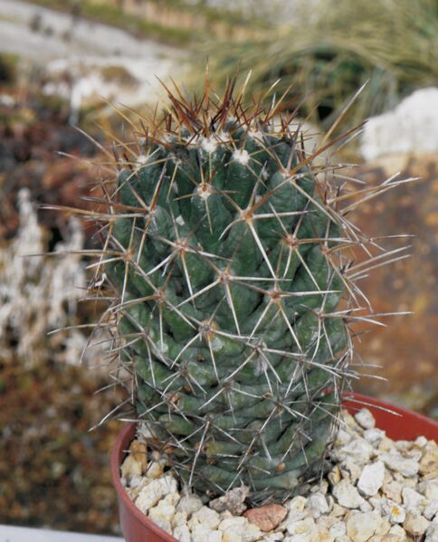 Fájl:Coryphantha gerorgii-001.jpg
