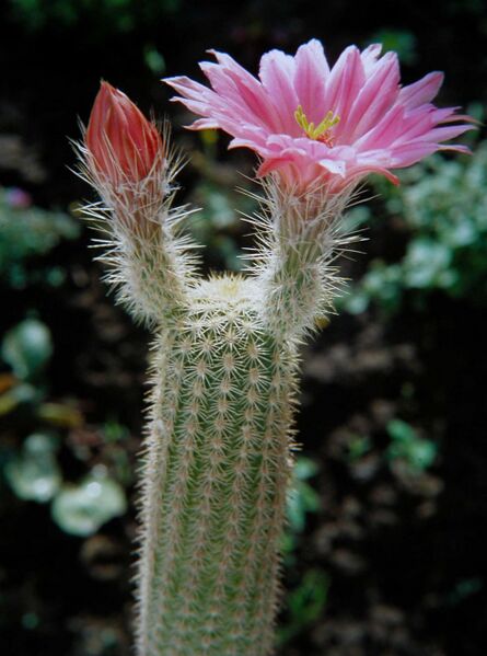 Fájl:Echinocereus sciurus-000.jpg