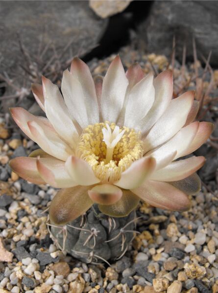Fájl:Gymnocalycium uebelmannianum-000.jpg