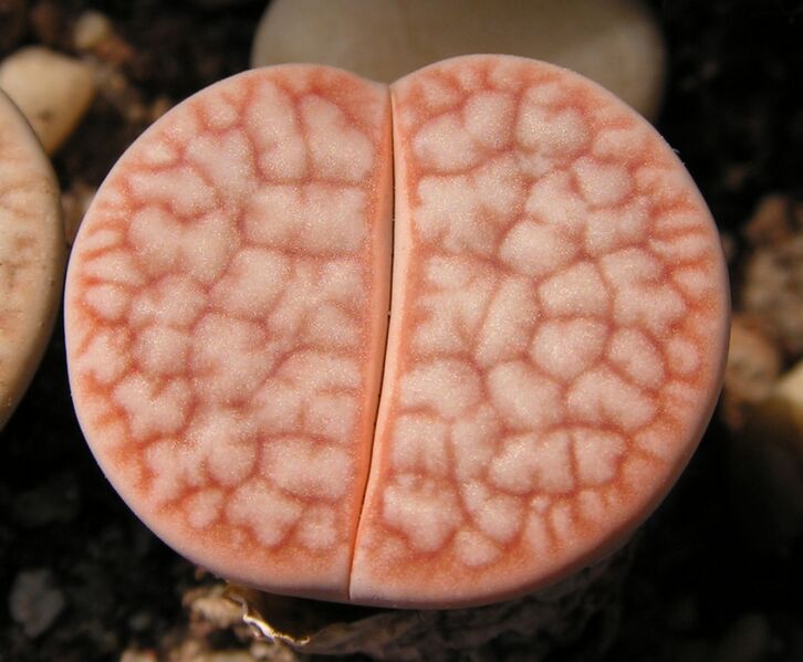 Fájl:Lithops pseudotruncatella 3 rész-002.jpg