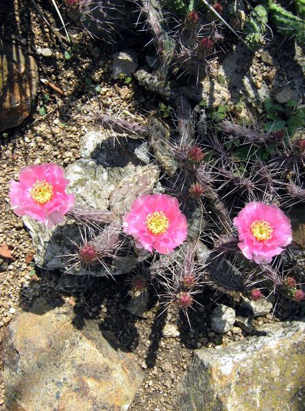 Fájl:Opuntia polyacantha (utahensis)-0.jpg