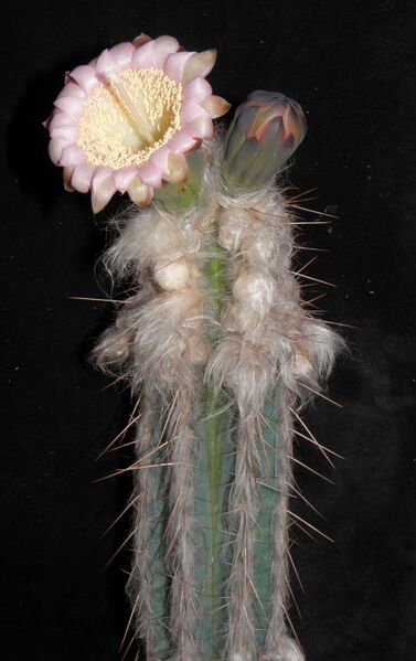 Fájl:Pilosocereus leucocephalus-000.jpg