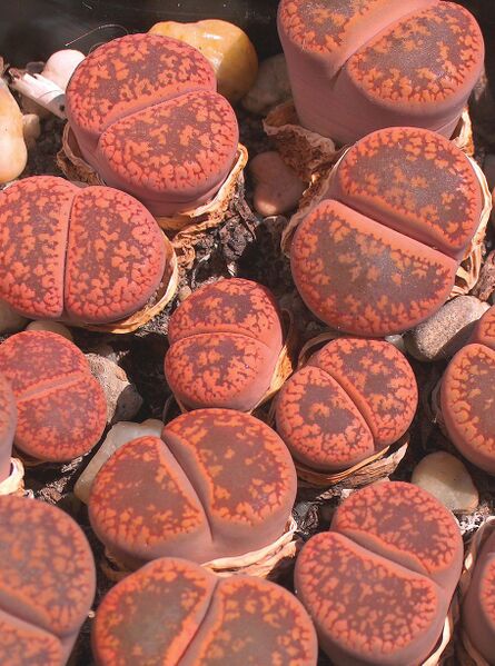 Fájl:Pozsgáslap 083-000.jpg