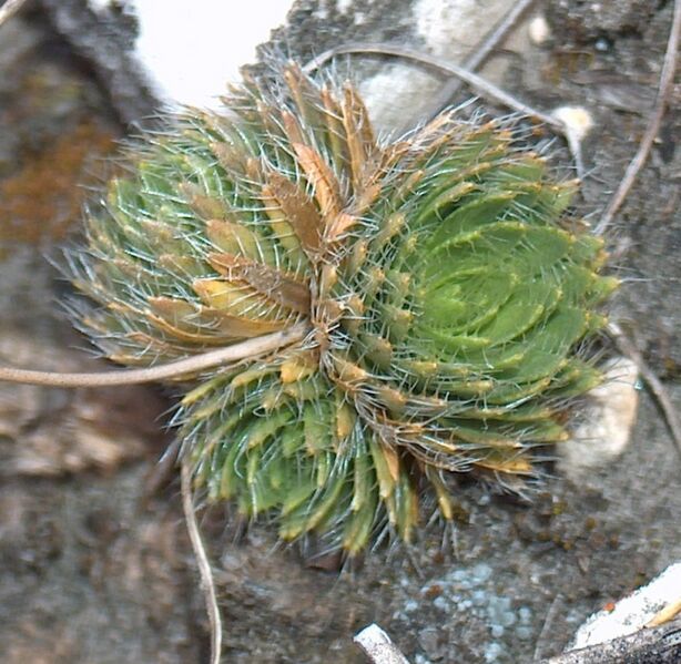 Fájl:Draba lasiocarpa-002.jpg