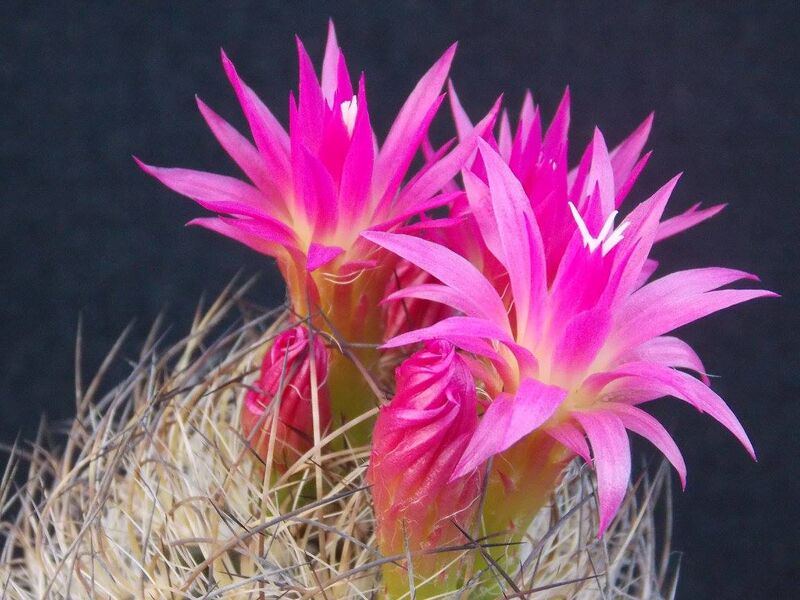 Fájl:Eriosyce senilis.JCs 02.jpg