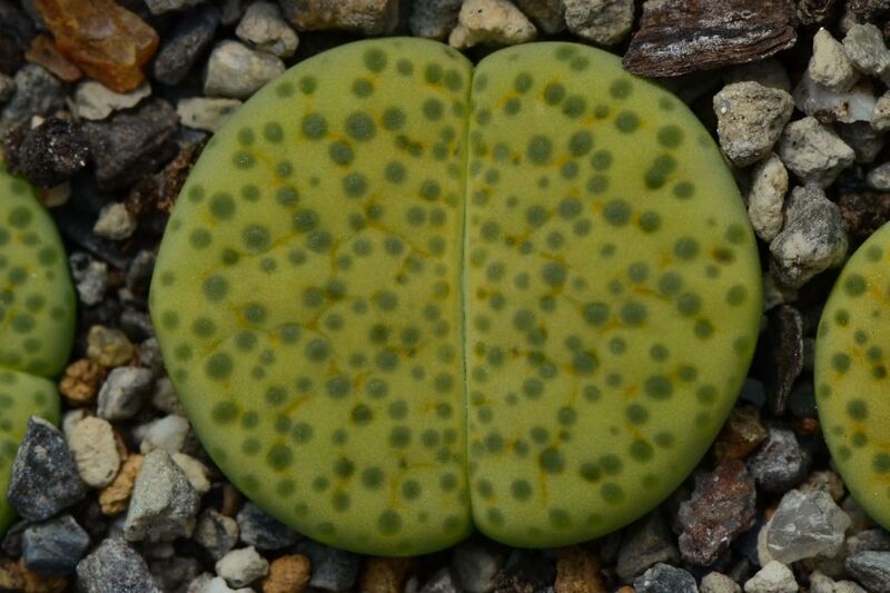 Fájl:L. fulviceps 'Aurea'.SzL 01.jpg