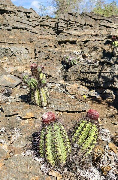 Fájl:Melocactus ferreophilus.RZ 02.jpg