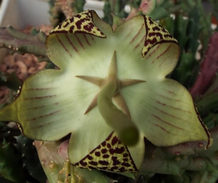 Fájl:Orbea variegata 02-4.jpg