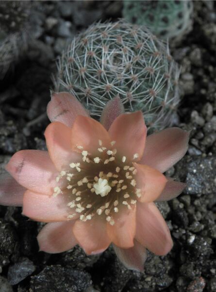 Fájl:Rebutia pygmaea mudanensis-0.jpg