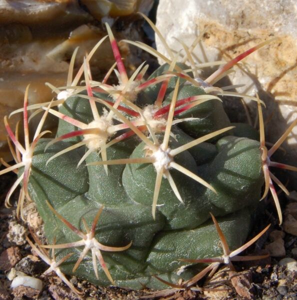 Fájl:Thelocactus heterochromus-2.jpg