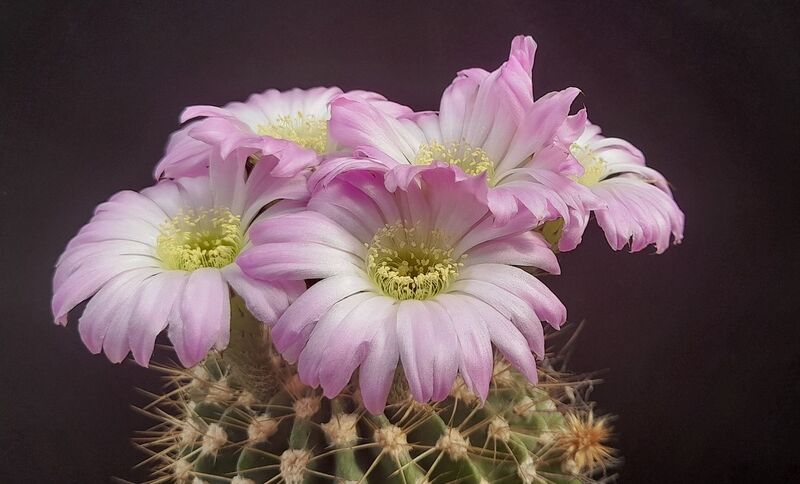 Fájl:Acanthocalycium.JCs 05.jpg