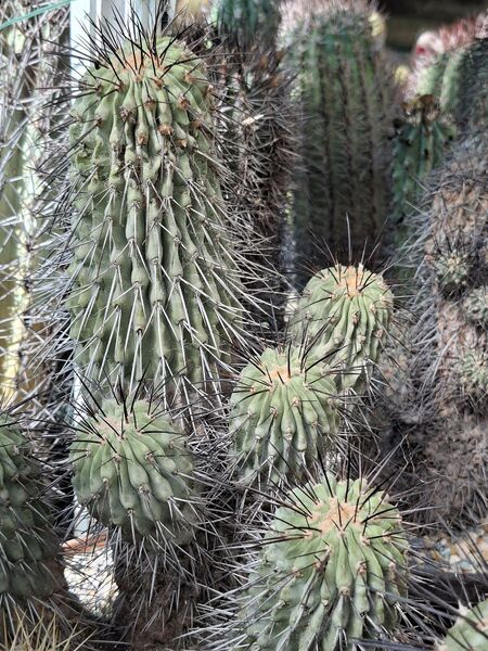 Fájl:Copiapoa dealbata.HL 03.jpg