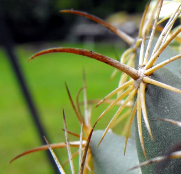 Fájl:Coryphantha cornifera-001.jpg