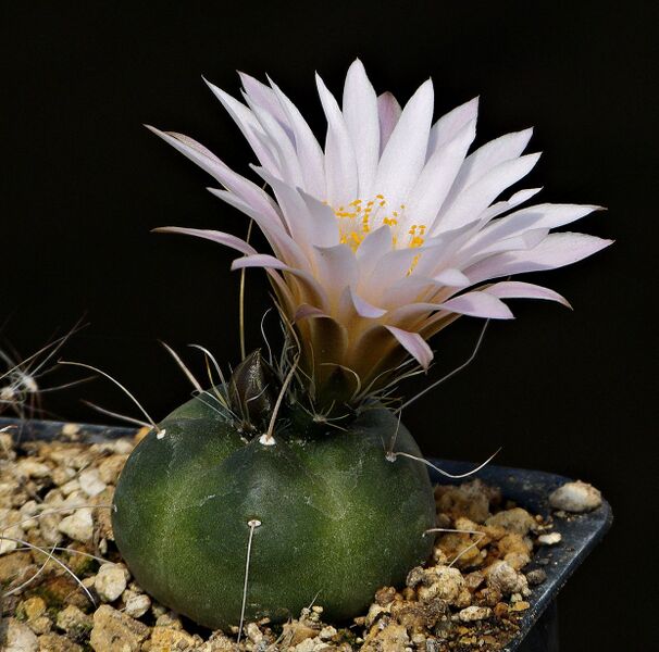 Fájl:Echinocereus knippelianus kruegeri MK39.174.SzJ 01.jpg