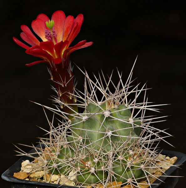 Fájl:Echinocereus mojavensis RS2119.SzJ 01.jpg