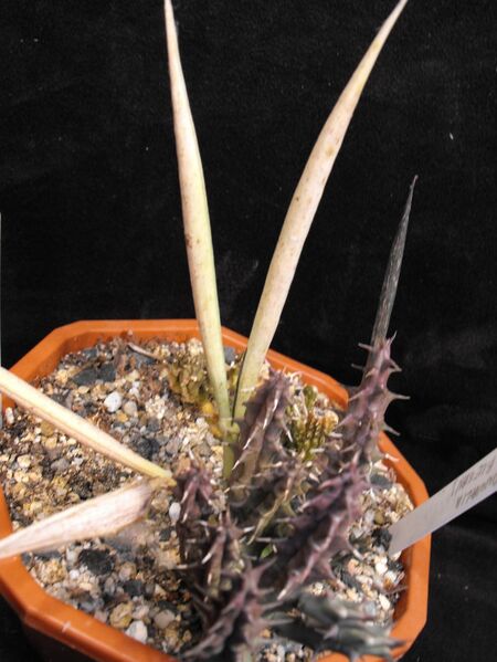Fájl:Huernia mccoyi-002.jpg